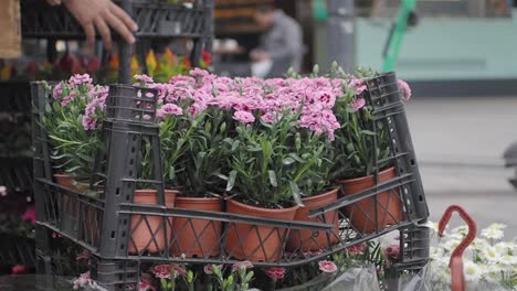 los claveles rosados se exhiben en un mercado al aire libre