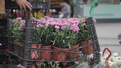 pink carnations display at an outdoor market