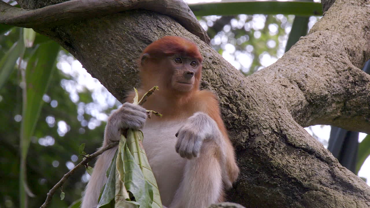 mono de probóscide en rama de árbol masticando