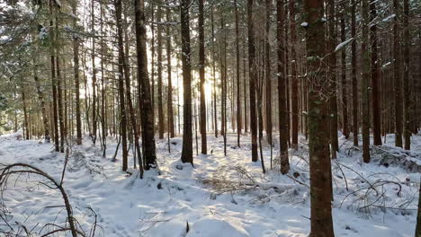 Vorwärts-Bewegende-Aufnahme-Einer-Mit-Weißem-Schnee-Bedeckten-Waldlandschaft-Mit-Sonnenstrahlen,-Die-Während-Der-Abendzeit-Durch-Pinienwälder-Scheinen