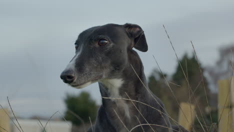 Greyhound-pet-animal-with-long-neck,-closeup