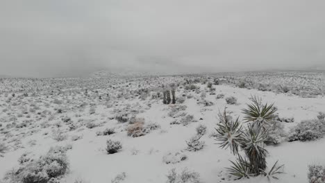 desert snow trail