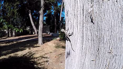 a small lizard is sitting on a tree and catching an ant