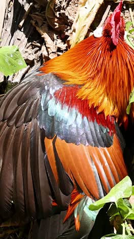 a vibrant rooster amidst lush greenery