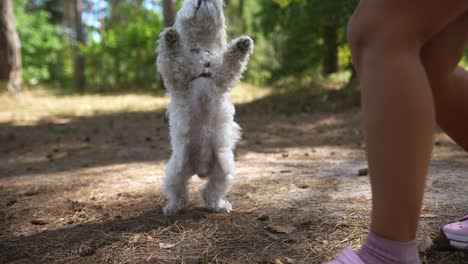 mujer dando un regalo a un lindo perro maltés en un parque