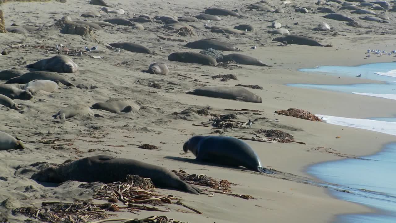 Elephant seals move up the beach