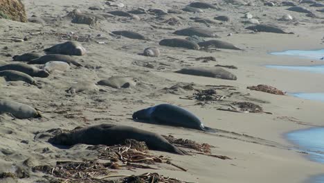 elephant seals move up the beach