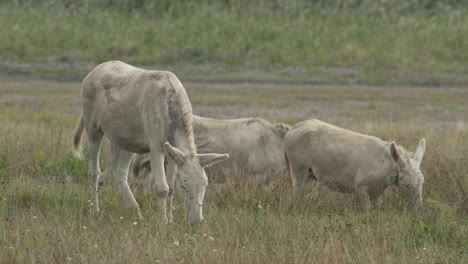 fotografía en cámara lenta de un grupo de burros blancos