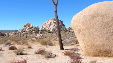 movement through the sandy mojave desert with joshua tree cactus, huge boulders