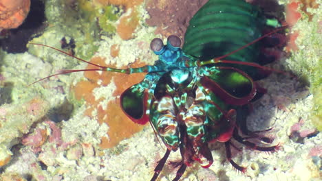 harlequin peacock mantis shrimp on the bottom of the sea at the coral reef