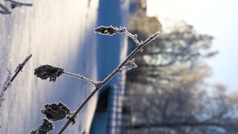 Gefrorene-Zweigblätter-An-Kalten,-Sonnigen-Wintertagen,-Vertikales-Video-Hautnah