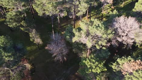 Aerial-view-panning-across-Pine-Tree-Forest-Plantation-and-dirt-road-in-Gnangara,-Perth,-WA