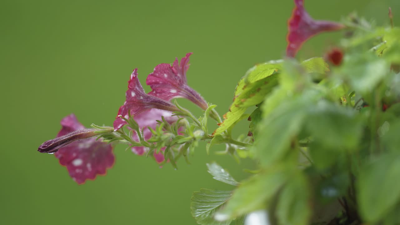 방울로 장식된 섬세한 페투니아 꽃