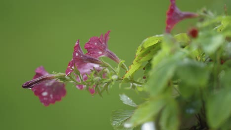 delicadas flores de petunia con cuentas de gotas de lluvia