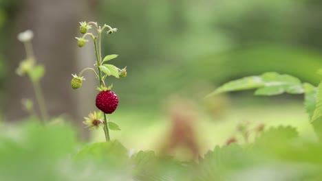 a single wild strawberry - wood strawberry sticking up from a small bush in front of meadow