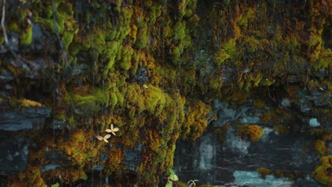 water droplets gently trickle down vibrant moss-covered rocks after a fresh rain in the forest