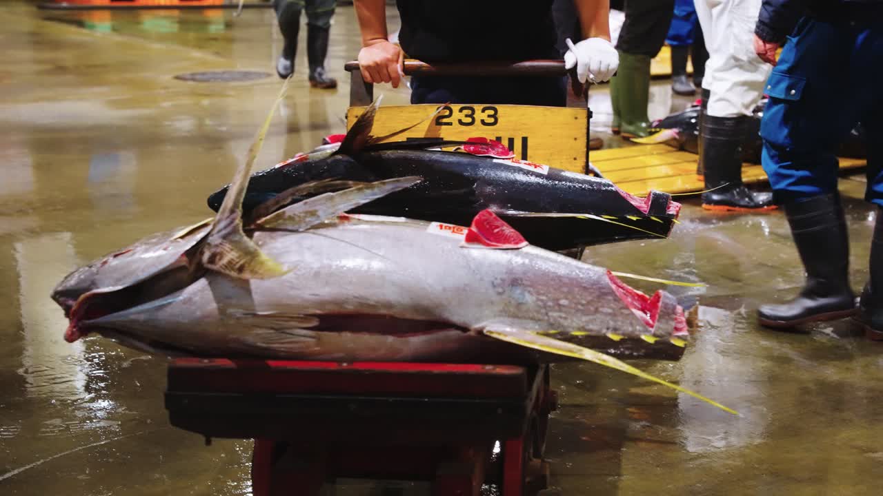 Tuna Sirip Biru dan Tuna Sirip Kuning di Gerobak, Lelang Tuna Jepang di Pasar Ikan