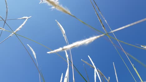 Cielo-Azul-Con-Lalang-Moviéndose-En-La-Brisa