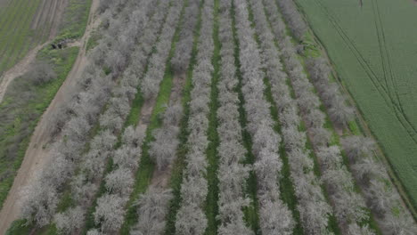 aerial view of an orchard with trees in rows