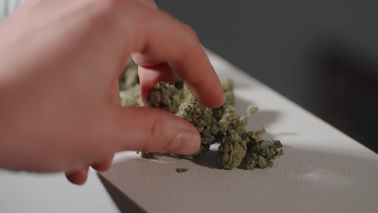 Uomo che raccoglie cannabis o marijuana.