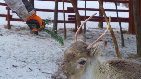 feeding a young reindeer in a snowed farm of norway