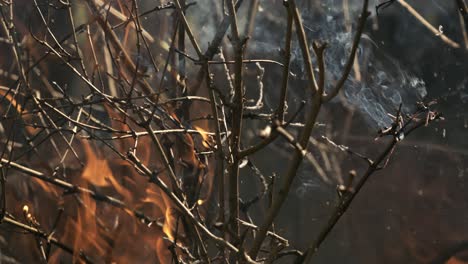 forest fire in close-up. the branches of shrubs and trees are burning and smoking. wildfires caused by arson or nature. shot on super slow motion camera 1000 fps.