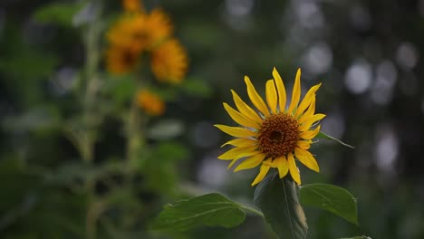 Girasol-Se-Balancea-En-El-Viento