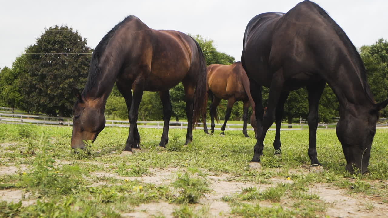 tres hermosos caballos alimentándose de hierba en una granja rural