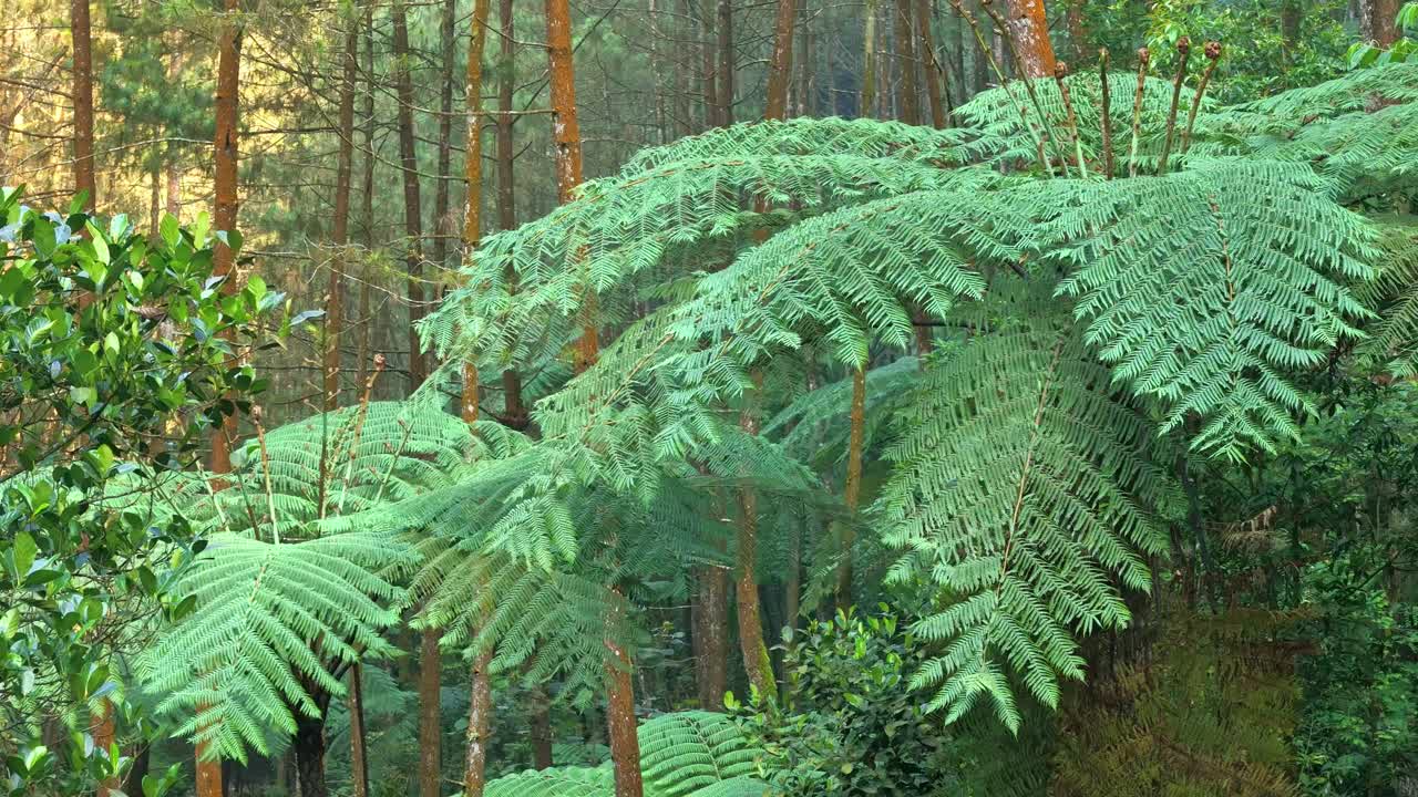 Fern leaves sway in the wind in the middle of a tropical forest