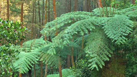 fern leaves sway in the wind in the middle of a tropical forest