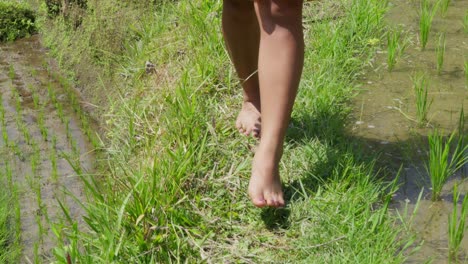 woman walking barefoot through rice paddy field