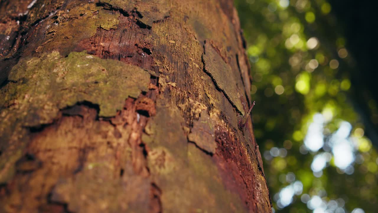 toma panorámica de un tronco de árbol en el que se sienta una linterna de la familia fulgoridae