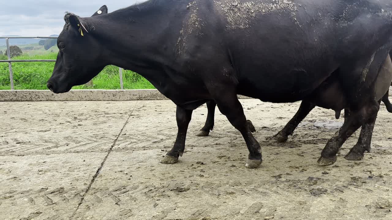 A group of cows walking in the path coming out of the stable.