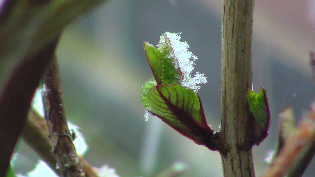 nieve descansando sobre una nueva hoja de una planta de hortensia al comienzo de la primavera en inglaterra durante una fuerte caída de nieve en el mes de marzo