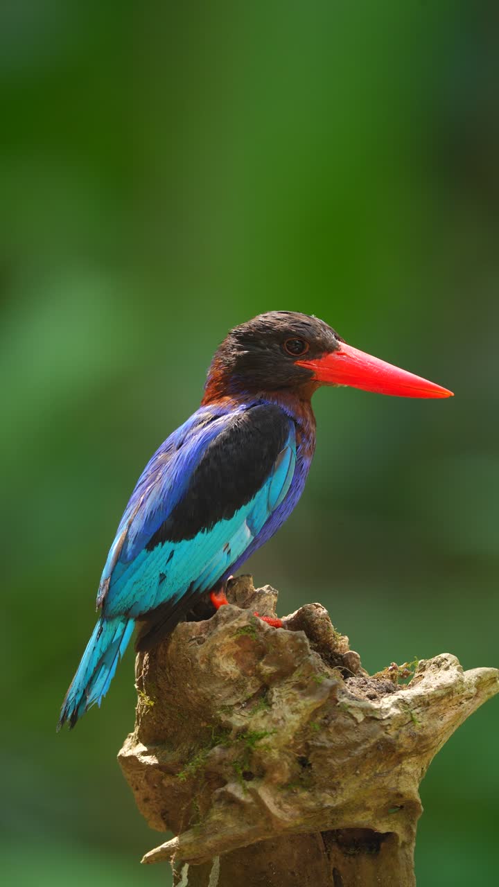 Un martin pescatore vivace appollaiato su un tronco in un ambiente verde lussureggiante.