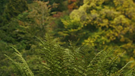 fern leaves move in windy beautiful colourful autumnal woodland scene
