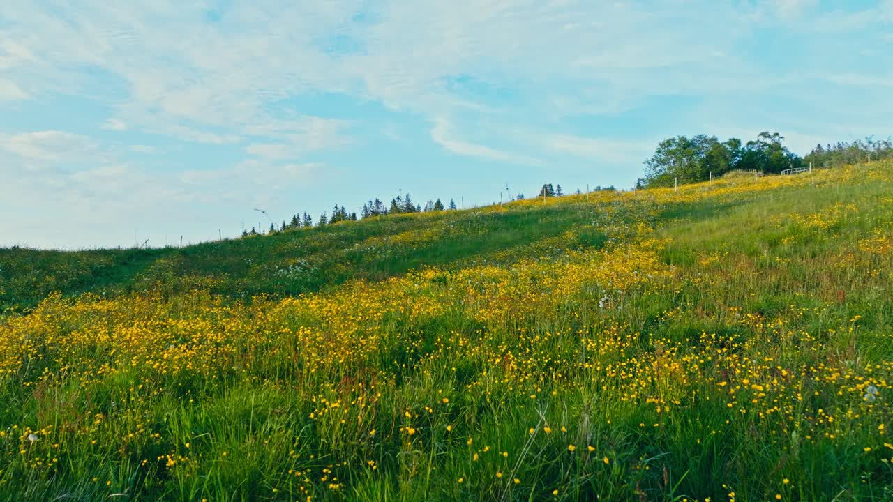 Grassy Hill In Rural Norway - Drone Shot