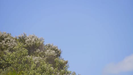 windy-day-trees-and-the-sky-cloud