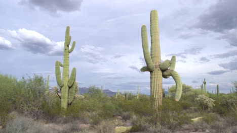 cactus saguaro cerca de la frontera de estados unidos y méxico