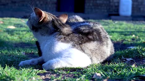 a domestic cat yawns as it scratches itself then it rises and stretches as it leaves