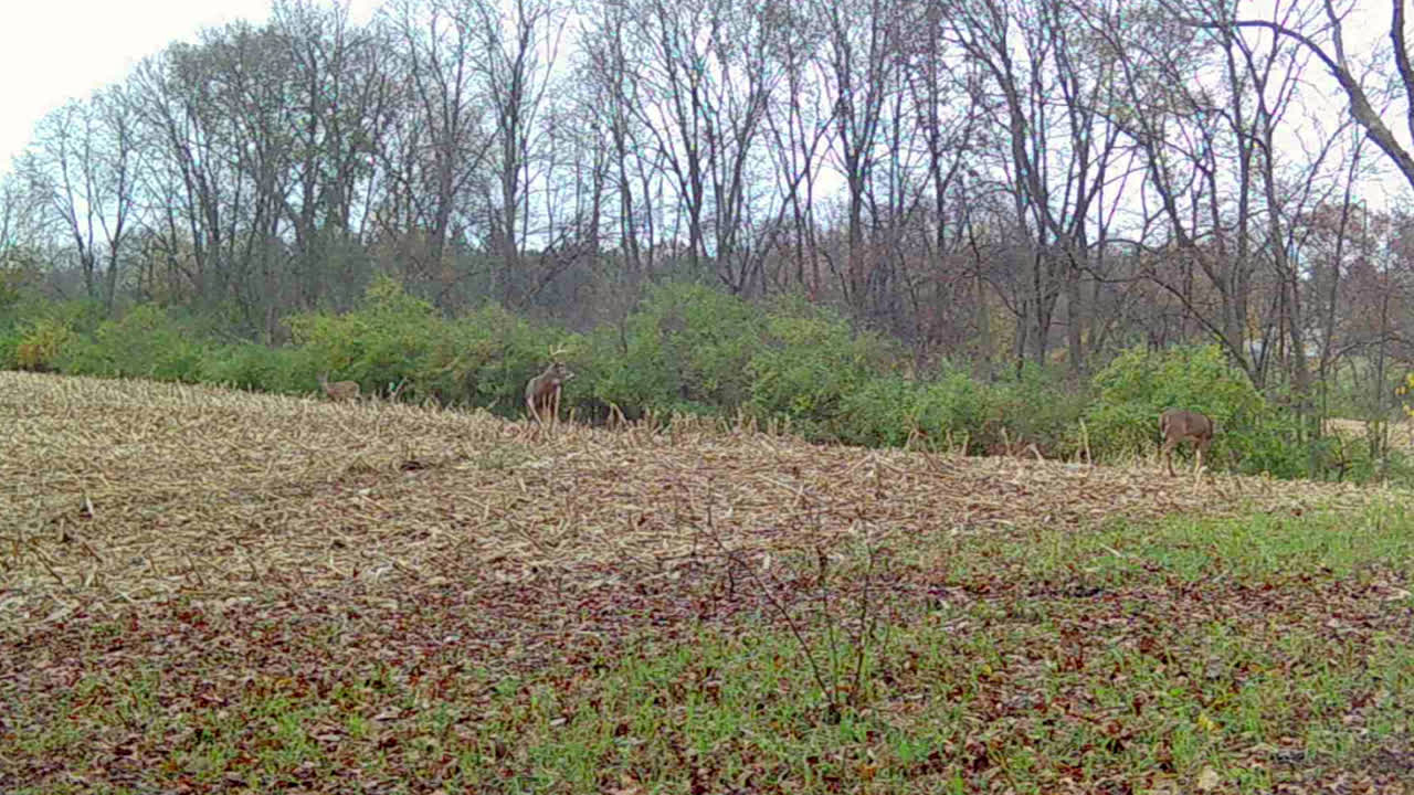 Whitetail Deer - buck and several does quietly grazing along the edge of a harvested corn field in the Midwest in autumn; concepts of nature, game camera, wildlife and hunting