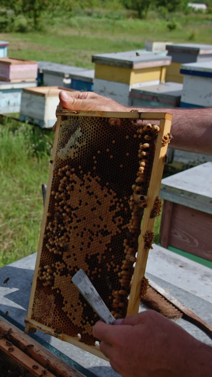 Beekeeper turning honey frame in his hands for a better look. Man uses metal tool to uncover some cells on the frame. Bee farm backdrop in blur. Vertical video