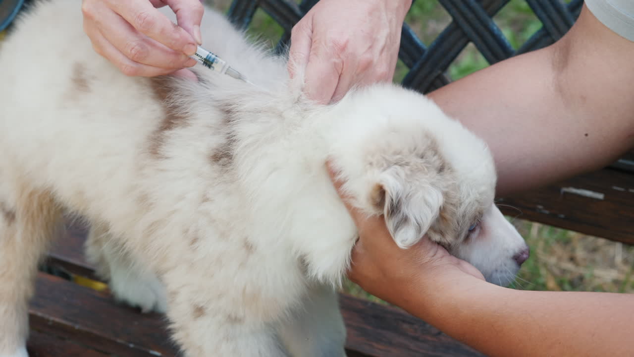 보조 예방 접종 강아지와 수의사