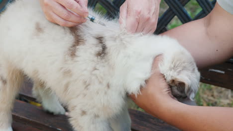 Veterinario-Con-Asistente-Vacunar-Cachorro