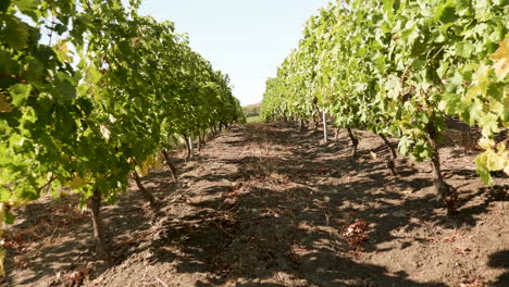 Caminando-Entre-Viñas-En-Un-Hermoso-Viñedo