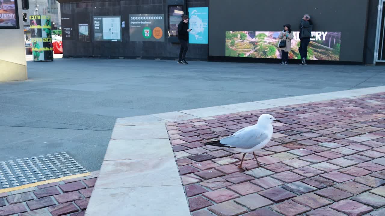 Gull observed in busy Melbourne street scene