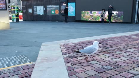 gull observed in busy melbourne street scene