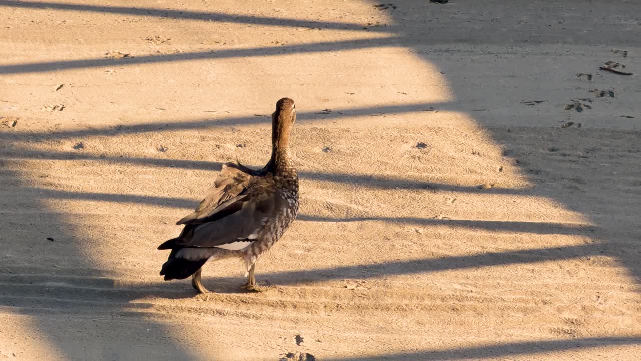 Single duck walks across sunlit sandy beach, casting long shadows, viewed from elevated perspective