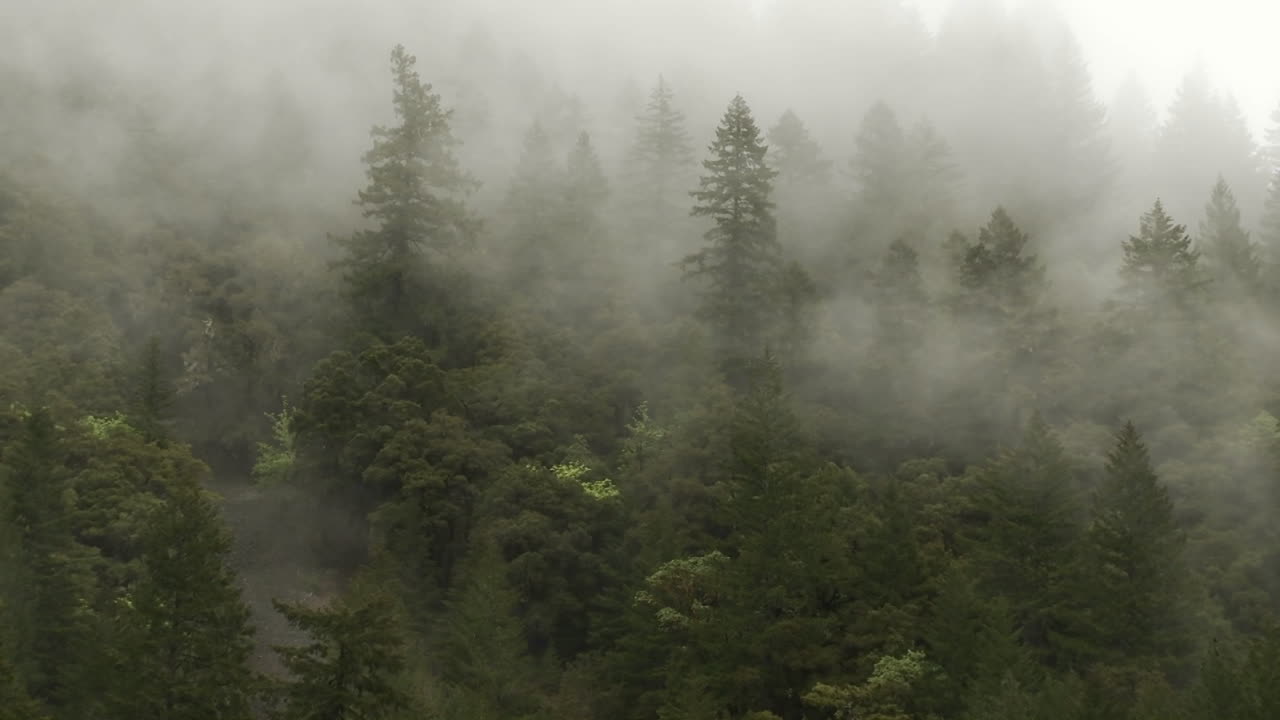 숲 속 의 안개 가 가득 한 날