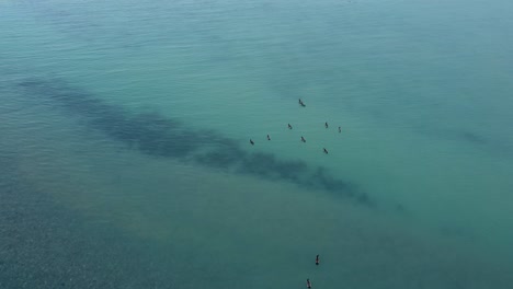 Geese-swimming-on-a-lake-high-drone-shot-4k